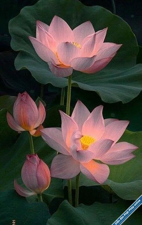 hinh-anh-hoa-sen-17.webp