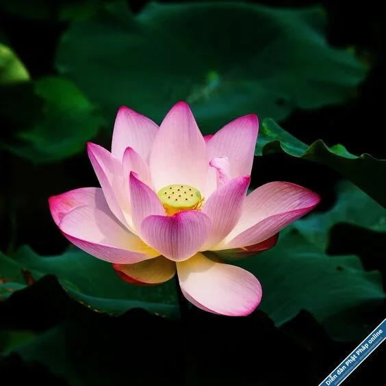 hinh-anh-hoa-sen-2.webp