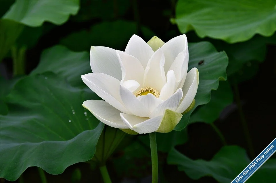 Những-mẫu-hoa-sen-trắng-đẹp-3.webp