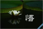 Wu.webp