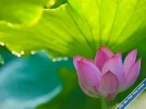 Lotus127.webp