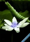 Lotus33.webp