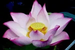 Lotus71.webp
