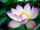Lotus30.webp