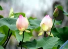 Lotus.webp