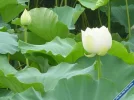 Lotus117.webp