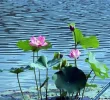 Lotus59.webp