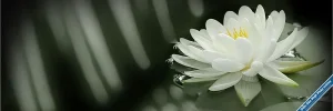 Lotus66.webp