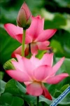 Lotus68.webp