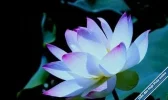 LotusF.webp