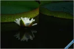 Lotus91.webp