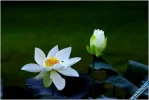 Lotus90.webp