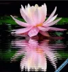 Lotus17.gif.webp