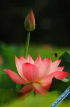 Lotus52.webp