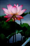 Lotus67.webp
