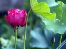 Lotus113.webp
