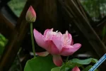 Lotus8.webp