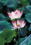 Lotus19.webp