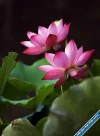 Lotus124.webp