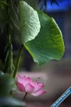 Lotus121.webp