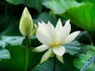 Lotus36.webp