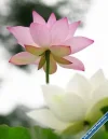 Lotus133.webp