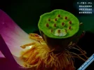Lotus60.webp