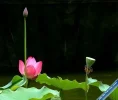 Lotus132.webp