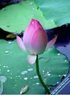 Lotus50.webp