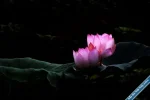Lotus84.webp