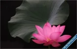 Lotus42.webp