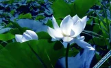 Lotus82.webp