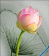 Lotus120.webp