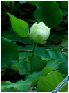 Lotus5.webp
