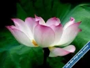 Lotus13.webp