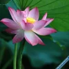 Lotus64.webp