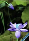 Lotus34.webp