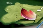 Lotus46.webp