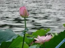 Lotus7.webp