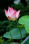 Lotus107.webp