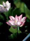 Lotus43.webp