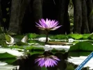 Lotus130.webp