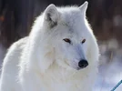 Arctic_Wolf_-_Canada.webp