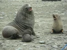 fur seal generations.webp