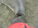 seal on boot.webp