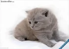 cute_cat124.webp