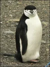 penguin pose.webp