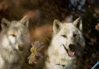 Wolf-Portraits-Screensaver_1.webp