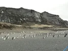 penguin parade.webp