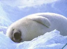 BabySeal.webp